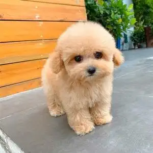 名士宠物 深圳 香槟色杏色贵宾犬小体泰迪幼犬狗狗活体小型长不大