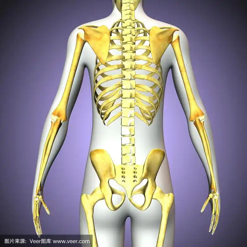 3d渲染插图的人的骨骼背面视图