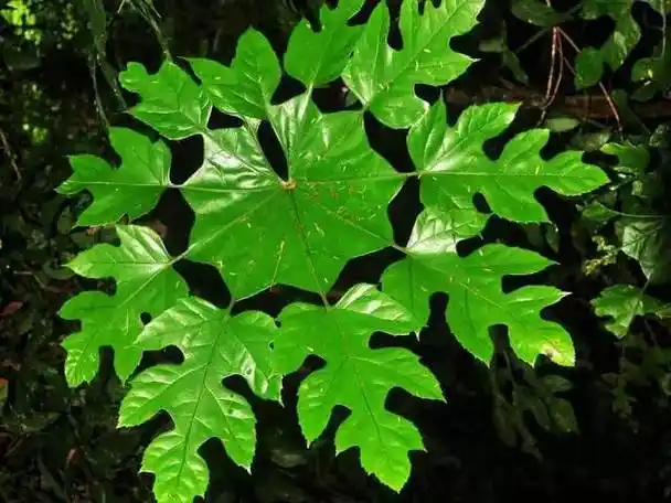 常绿小乔木,叶片呈掌状,叶片长椭圆形至披针形,又具小裂片,像极了雪花