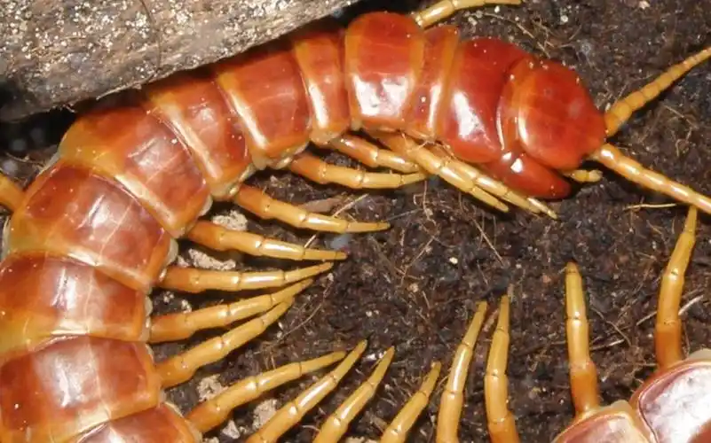 【宠物蜈蚣】亚马逊巨人蜈蚣浅色种开箱 成体可达35厘米!