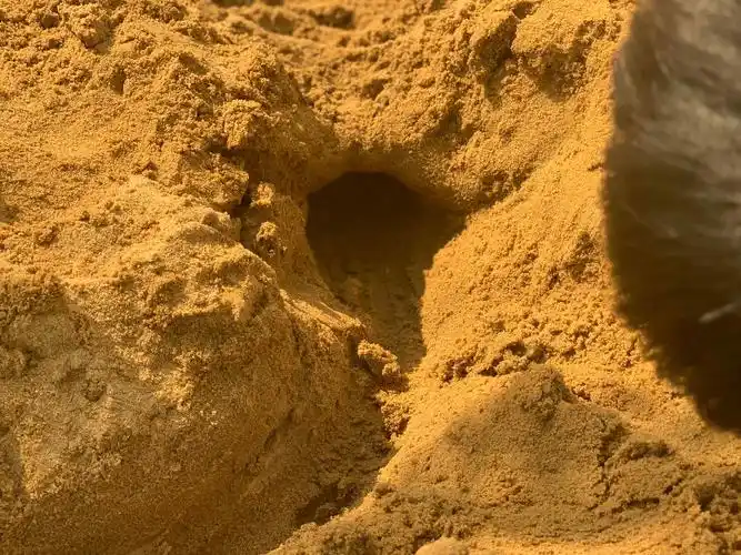 中一班:户外活动《好玩的沙子》