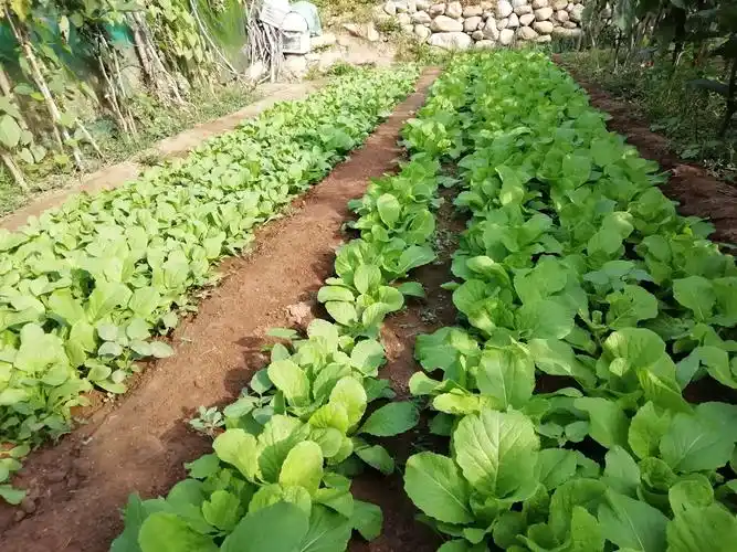 仙境崂山种菜园 - 美篇