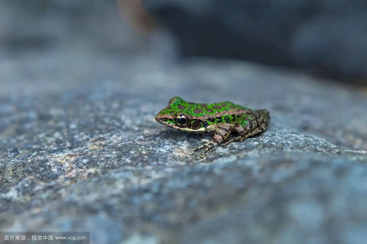 趴在岩石上的青蛙