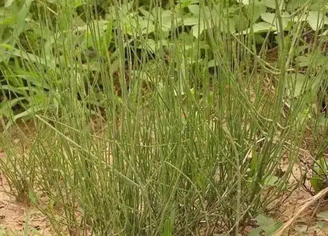 土骨草长什么样子