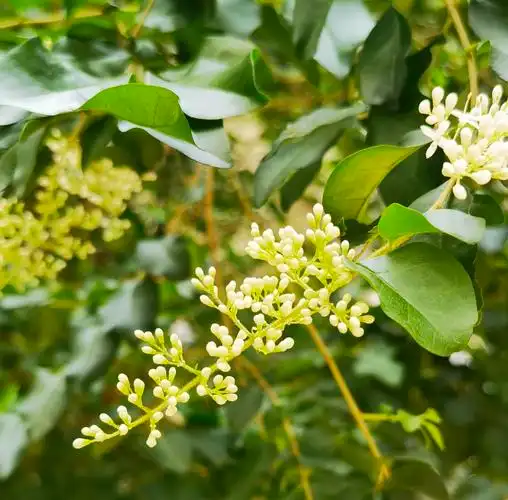 种植了三年的小蜡树开花了