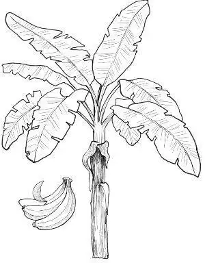 芭蕉树叶子简笔画芭蕉叶怎么画