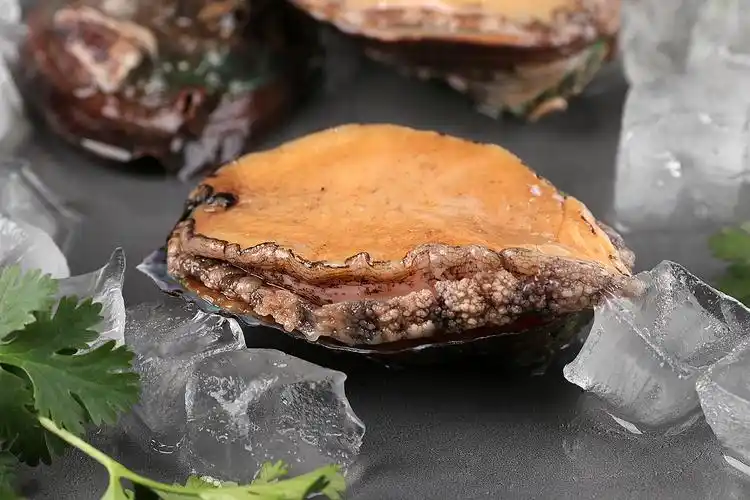 鲍鱼丨生鲜海产品客户约拍丨年末拍了一堆海鲜