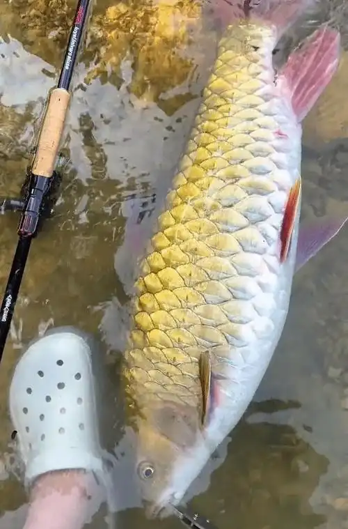 至少值2000!浙江男子钓到罕见大军鱼,长约1米重15斤
