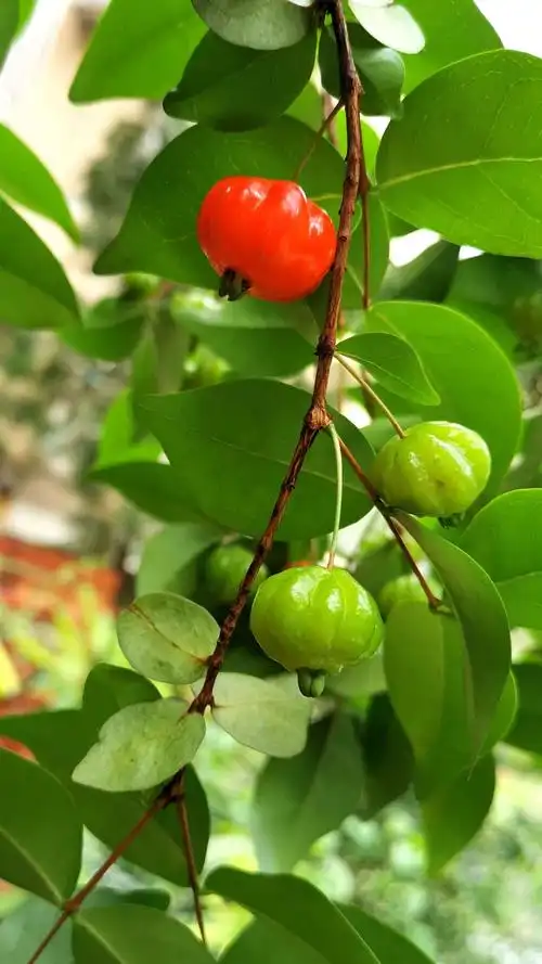 家门口的灯笼果