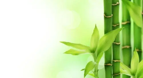 绿色淡雅ppt背景图