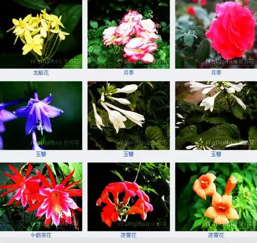 每种花卉都标有花名