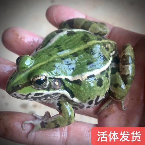 江西上饶鲜活青蛙田鸡稻田蛙活体散养黑斑蛙食用蛙2斤装包邮