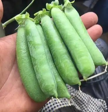 [豌豆批发]甜脆豌豆 饱满价格2.60元/斤 - 一亩田