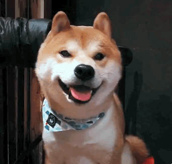 你们都说柯基暖,其实我们柴犬也不差呀_网易订阅