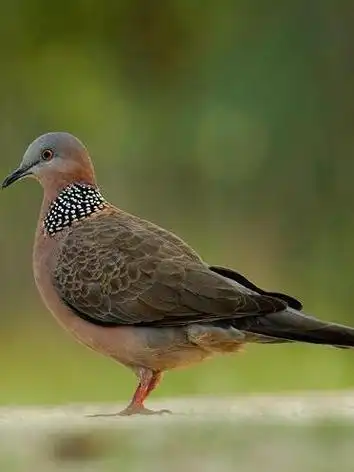 省第42届"爱鸟周",下面和小编一起来认识各种鸟类并熟悉相关法律知识