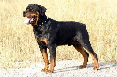 黑色四眼狗是什么品种带图