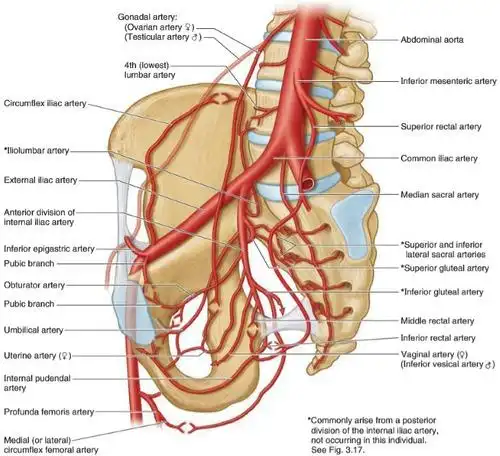 what are the two main branches of the external iliac artery?