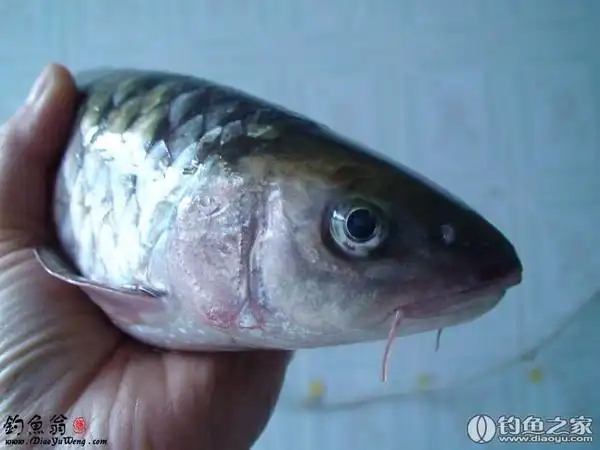 长胡子的草鱼