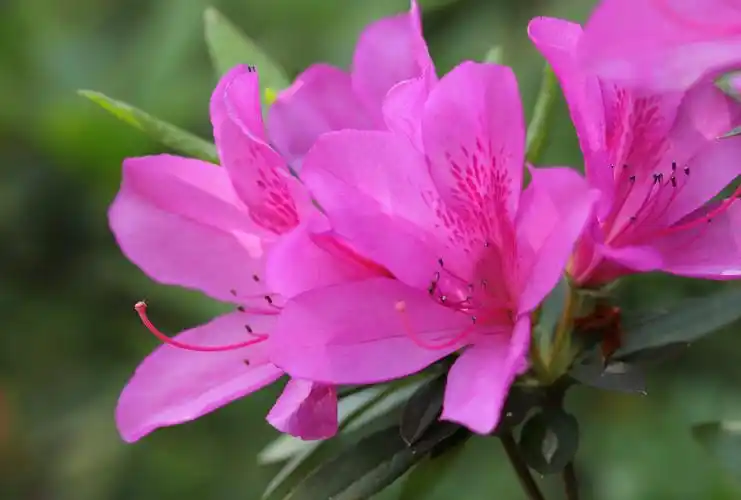 4.15杭州植物园杜鹃花(3)