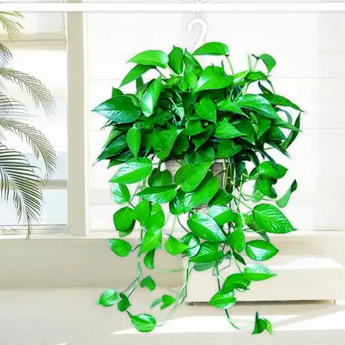 长藤大叶绿萝盆栽垂吊室内植物绿箩红掌甲醛绿植