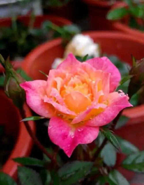 五彩斑斓的月季花之缩小篇——婴儿假面舞会