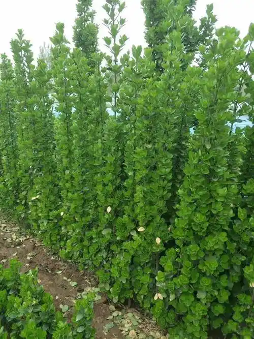 北海道黄杨绿篱乔木,一年四季常绿丛生多分枝的北海道苗_绿化_庭院