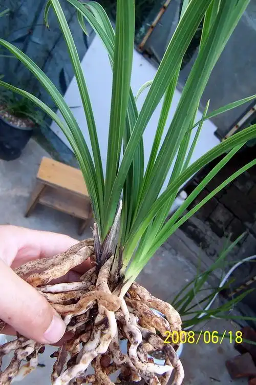 金边叶艺整株照