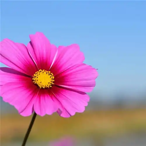 唯美格桑花头像图片 幸福生活和好运的美好愿望和感情