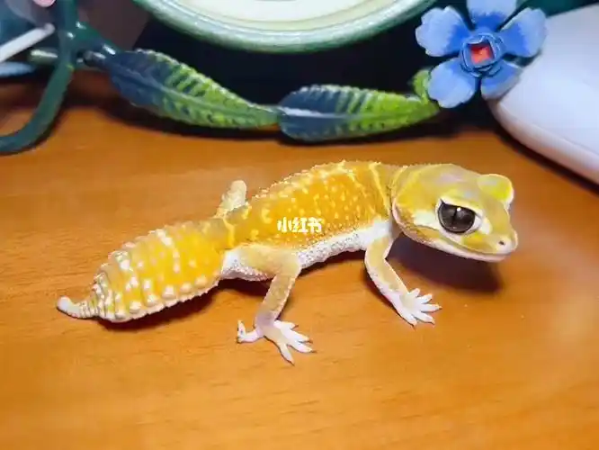 澳洲瘤尾守宫你们喜欢的黄