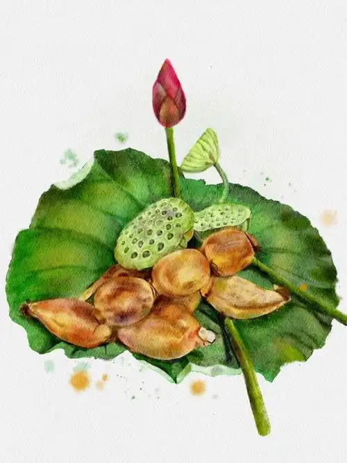 差点翻车 ,一开始不熟悉笔刷选了带撒盐效果画荷叶 看着像硬彩铅掉色