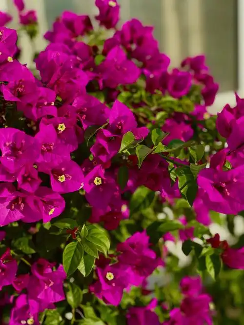 三角梅选择在最热的三伏天开花