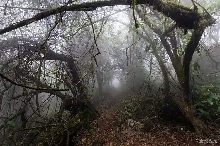 可怕_小路_树林_阴郁_自然_隧道_雾状_热带森林_早晨_高清图片_全景