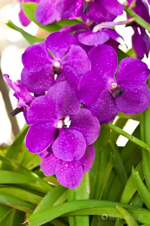 美丽的紫色兰花