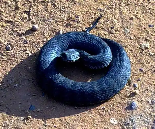 【警惕】澳洲生存手册:遇到毒蛇怎么办?