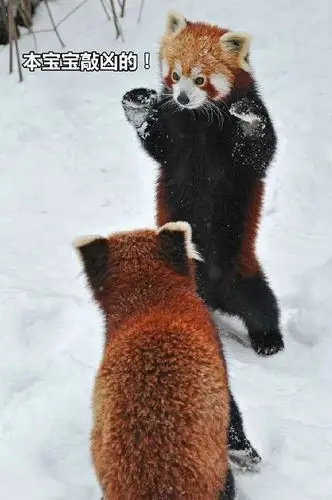 有没有小熊猫的表情包