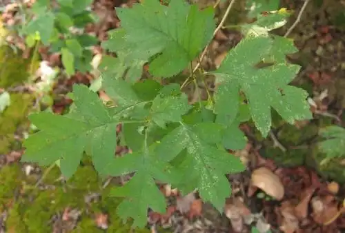 树干幼态萌枝上的叶为羽状深裂.
