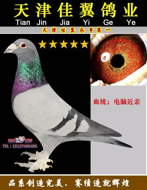 电脑戈马利近亲大毛脚灰001