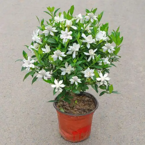 栀子花盆栽 桌面盆景小盆栽植物花草栀子花盆栽图片室内夏季养栀子花
