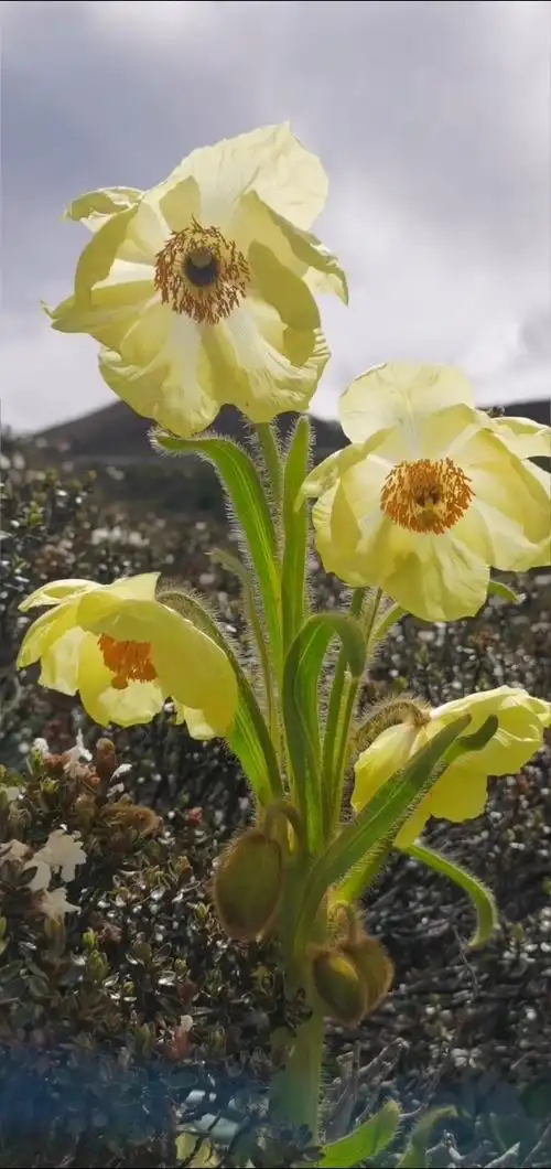 高原植物,绿绒蒿