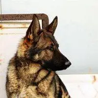 大狼狗头像霸气高清图片大全【点击鼠标右键下载】