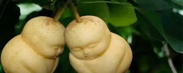 人参果功效与禁忌症人参果的功效与禁忌