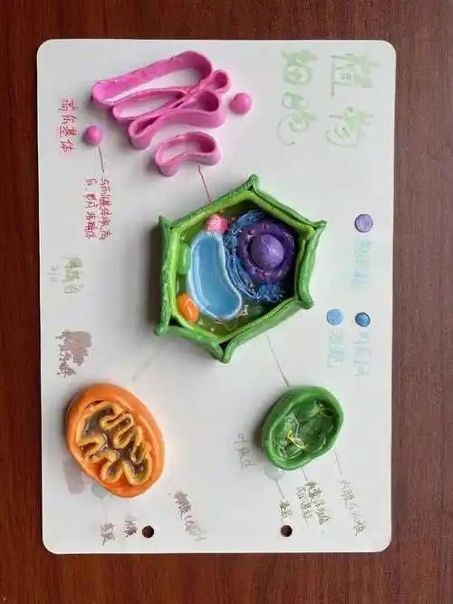 网易首页>网易号>正文申请入驻>▲活动集锦为进一步提升高中学生生物