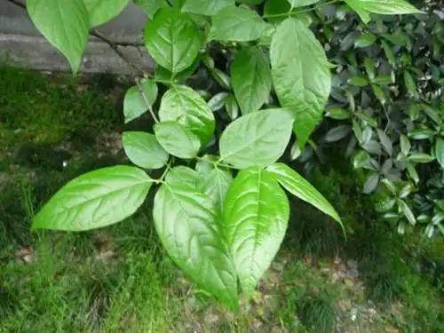 腊梅和梅花有什么不同区别在哪里