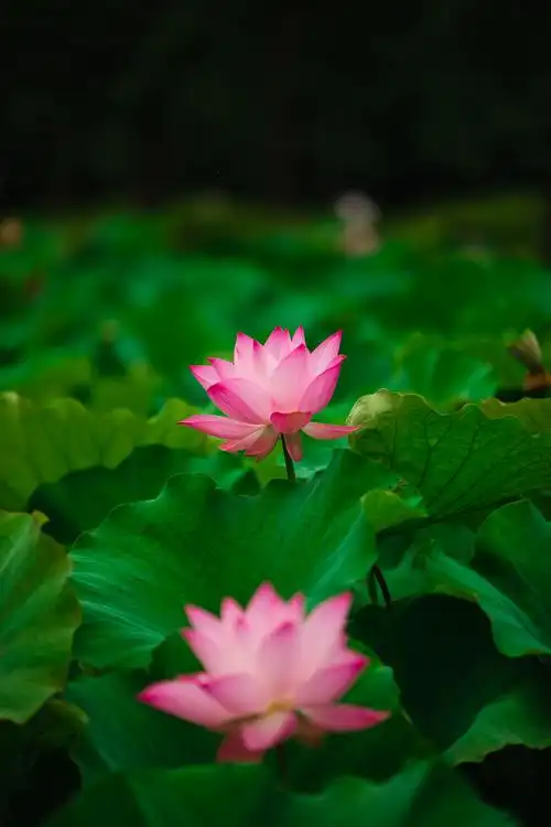 夏日夏季池塘唯美荷叶荷花莲花
