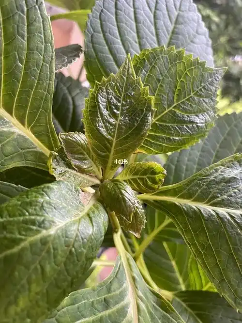 绣球新叶为什么畸形