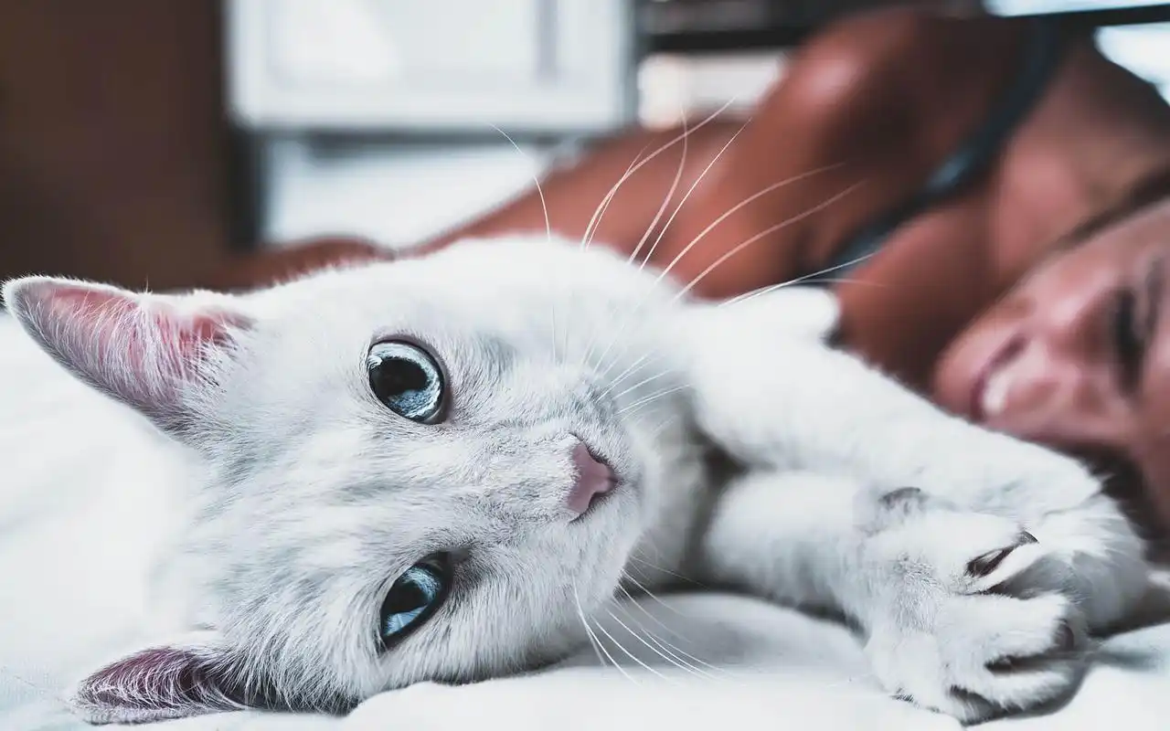 清新安静猫咪宽屏壁纸_萌萌的小小猫咪