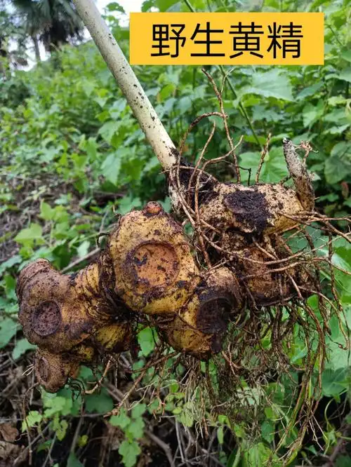 野生黄精