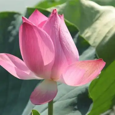 荷花是很适合五六十岁人用的微信头像图片