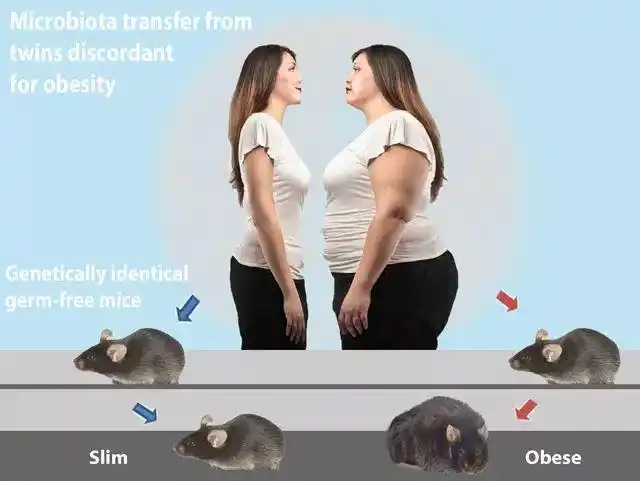 帮你化胖为瘦的肠道微生物最爱吃这些食物