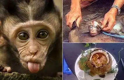 一般二到四个人围桌而坐,中间的洞正好容一只青年猴子的头伸出